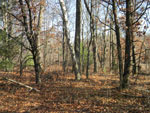 View Photo Gallery